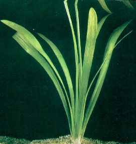SAGITTARIA